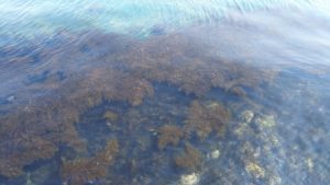 メバリング　ポイント　海藻が生えている場所